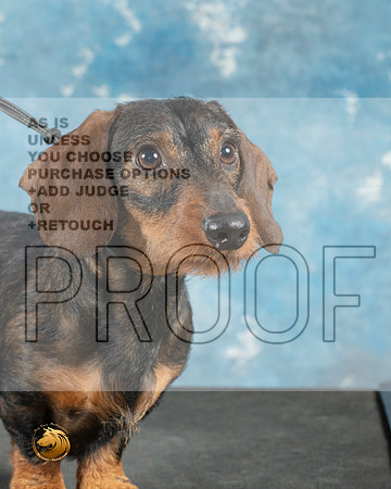 Dachshund Wirehaired Cathy Smith_MJ_0742_Midland2023_HR3