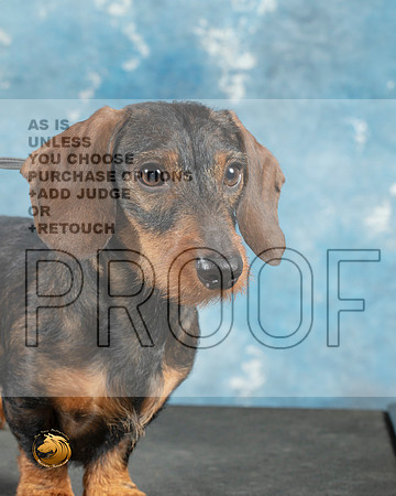 Dachshund Wirehaired Cathy Smith_MJ_0743_Midland2023_HR3