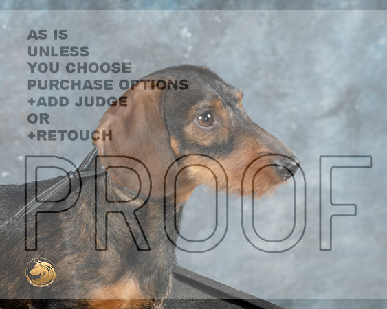 Dachshund Wirehaired Cathy Smith_MJ_0746_Midland2023_HR3