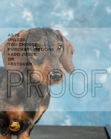 Dachshund Wirehaired Cathy Smith_MJ_0744_Midland2023_HR3