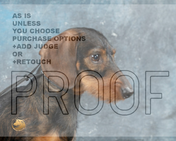 Dachshund Wirehaired Cathy Smith_MJ_0747_Midland2023_HR3