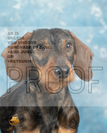 Dachshund Wirehaired Cathy Smith_MJ_0753_Midland2023_HR3
