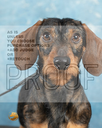 Dachshund Wirehaired Cathy Smith_MJ_0754_Midland2023_HR3