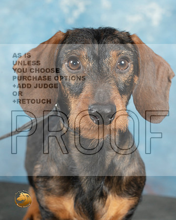 Dachshund Wirehaired Cathy Smith_MJ_0756_Midland2023_HR3