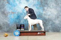 Dogo Argentino #5 Thur BOBOHBOBG Judge Judith Brown r