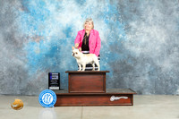 French Bulldog #21 Thurs WD Judge Sherry Patton