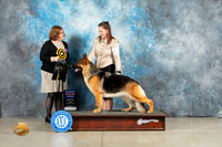 German Shepherd Dog #14 Fri RBIS Judge Elizabeth Muthard