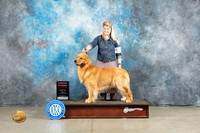 Golden Retriever #27 Fri G2 Judge Elizardo Valadez