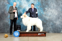 Great Pyrenees #5 Fri G4 Judge Jon Cole