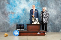 Havanese #12 Fri BOBSGCH Judge Judith Brown