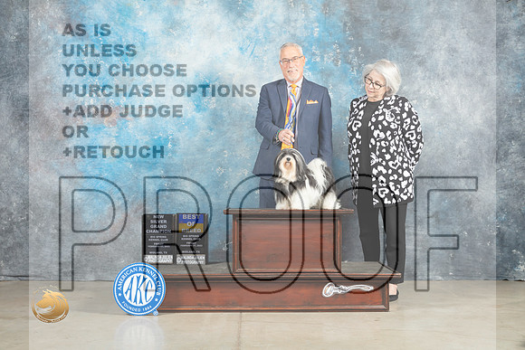 Havanese #12 Fri BOBSGCH Judge Judith Brown_MJ_1001_Midland2023_HR3