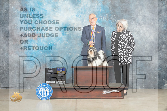 Havanese #12 Fri BOBSGCH Judge Judith Brown_MJ_1000_Midland2023_HR3