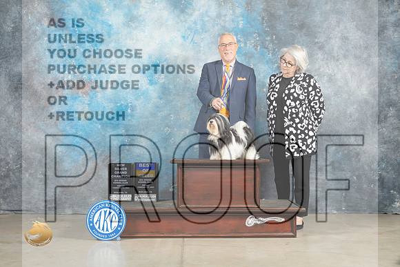 Havanese #12 Fri BOBSGCH Judge Judith Brown_MJ_1005_Midland2023_HR3