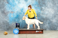Labrador Retriever #5 Fri WDM Judge Donna O'Connell