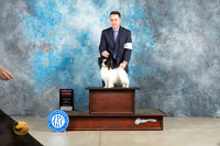 Papillon #17 Fri G2 Judge Judith Brown