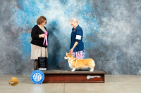 Pembroke Welsh Corgi #8 Fri OHG1 Judge Elizabeth Muthard