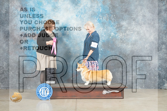 Pembroke Welsh Corgi #8 Fri OHG1 Judge Elizabeth Muthard_MJ_1040_Midland2023_HR3
