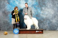Samoyed #7 Fri BIS Judge Elizabeth Muthard
