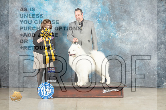 Samoyed #7 Fri BIS Judge Elizabeth Muthard_MJ_1145_Midland2023_HR3