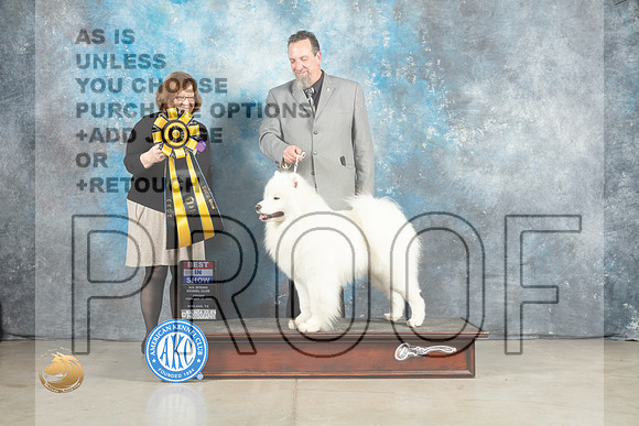 Samoyed #7 Fri BIS Judge Elizabeth Muthard_MJ_1146_Midland2023_HR3