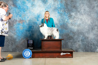 Shetland Sheepdog #12 RWBM Judge Elizardo Valadez