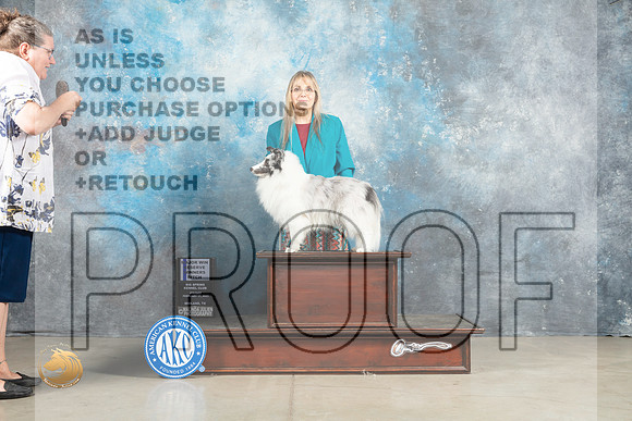 Shetland Sheepdog #12 RWBM Judge Elizardo Valadez_MJ_1083_Midland2023_HR3