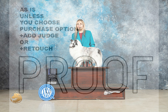 Shetland Sheepdog #12 RWBM Judge Elizardo Valadez_MJ_1085_Midland2023_HR3