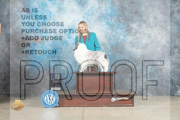 Shetland Sheepdog #12 RWBM Judge Elizardo Valadez_MJ_1090_Midland2023_HR3