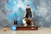 Shetland Sheepdog #25 Fri BOB Judge Elizardo Valadez