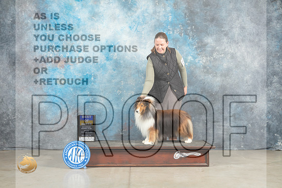 Shetland Sheepdog #25 Fri BOB Judge Elizardo Valadez_MJ_1062_Midland2023_HR3