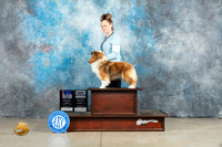 Shetland Sheepdog #44 Fri BOSBOWWBM Judge Elizardo Valadez