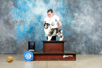 Shetland Sheepdog #7 Fri WDM Judge Elizardo Valadez