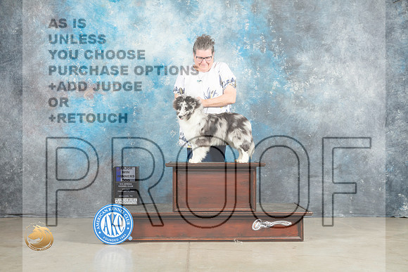 Shetland Sheepdog #7 Fri WDM Judge Elizardo Valadez_MJ_1079_Midland2023_HR3