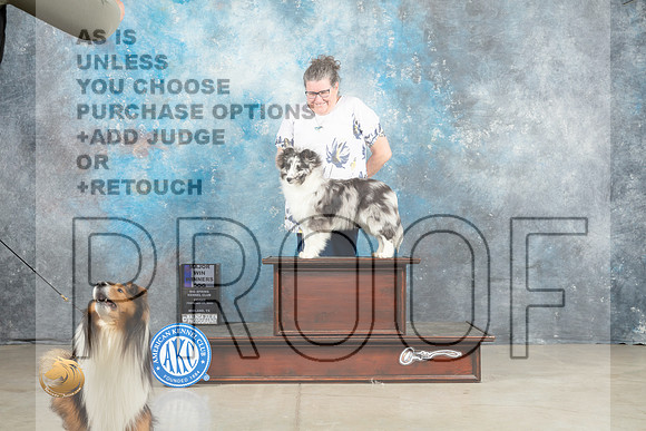 Shetland Sheepdog #7 Fri WDM Judge Elizardo Valadez_MJ_1080_Midland2023_HR3