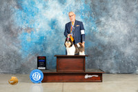 Shih Tzu #10 Fri BOWBOSMCh Judge Jon Cole