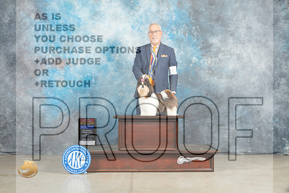 Shih Tzu #10 Fri BOWBOSMCh Judge Jon Cole_MJ_0833_Midland2023_HR3