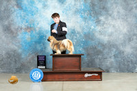 Tibetan Spaniel #J500 Fri RBJr Judge Donna O'Connell