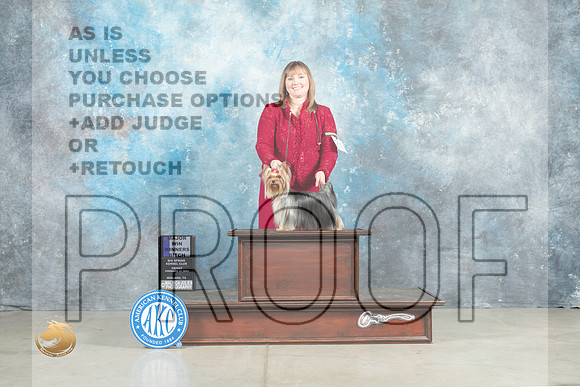 Yorkshire Terrier #24 Fri WBM Judge Judith Brown_MJ_0776_Midland2023_HR3