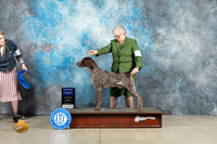 German Shorthaired Pointer #5 Fri G1 Judge Elizardo Valadez