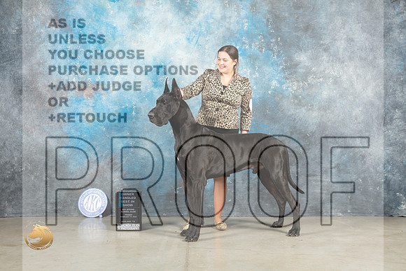 Great Dane #15 Fri OHBIS Judge Elizardo Valadez_MJ_1169_Midland2023_HR3