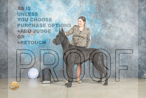 Great Dane #15 Fri OHBIS Judge Elizardo Valadez_MJ_1167_Midland2023_HR3
