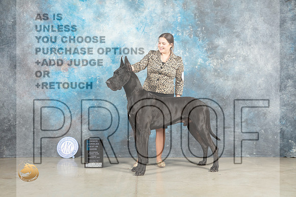 Great Dane #15 Fri OHBIS Judge Elizardo Valadez_MJ_1166_Midland2023_HR3