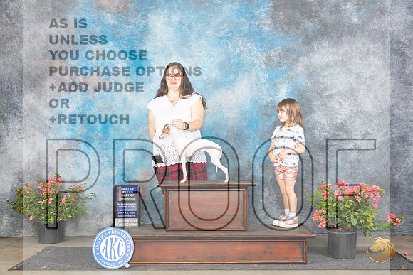 Italian Greyhound #17 Sat BOBBOWWB Judge Christie Martinez __JP_4887_San Antonio_2024_HR3