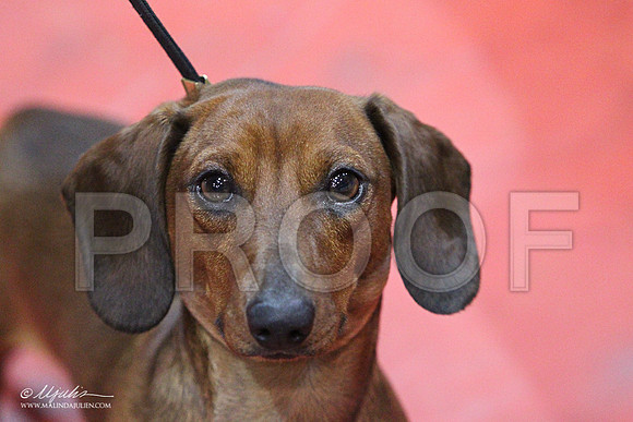 DachS-5685LR