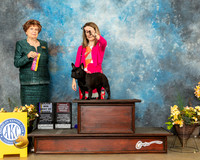 French Bulldog #32 Fri BOB Judge Carol Jean Nelson
