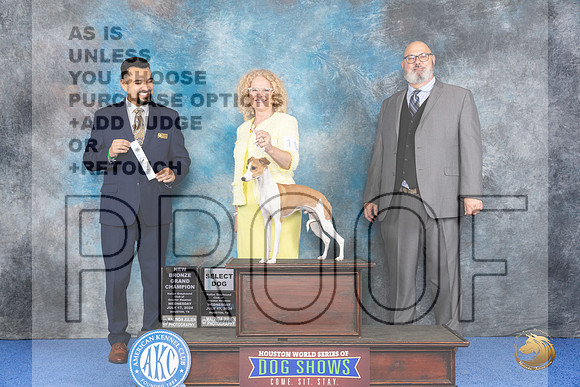 Italian Greyhound #15 WED SD NBGC Judge Joao Machado__JP_6626_Houston_2024_HR3