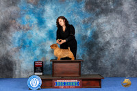Norfolk Terrier #9 WED G2 Judge Christine Erickson