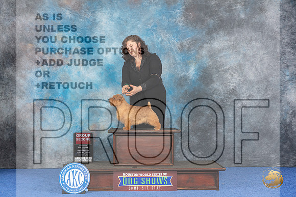 Norfolk Terrier #9 WED G2 Judge Christine Erickson__JP_7018_Houston_2024_HR3