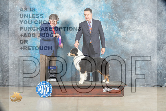 Australian Shepherd #30 Sat WB Judge Charles Olvis_MJ_1730_Midland2023_HR3
