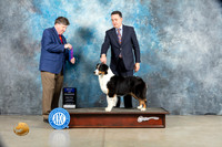Australian Shepherd #30 Sat WB Judge Charles Olvis